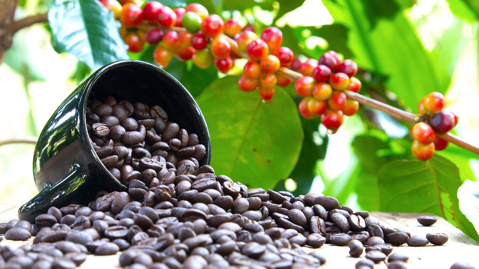 Kenya achieves 47% coffee production increase in 2022 amid USDA’s projection of 10% decrease in 2022-2023 season.png