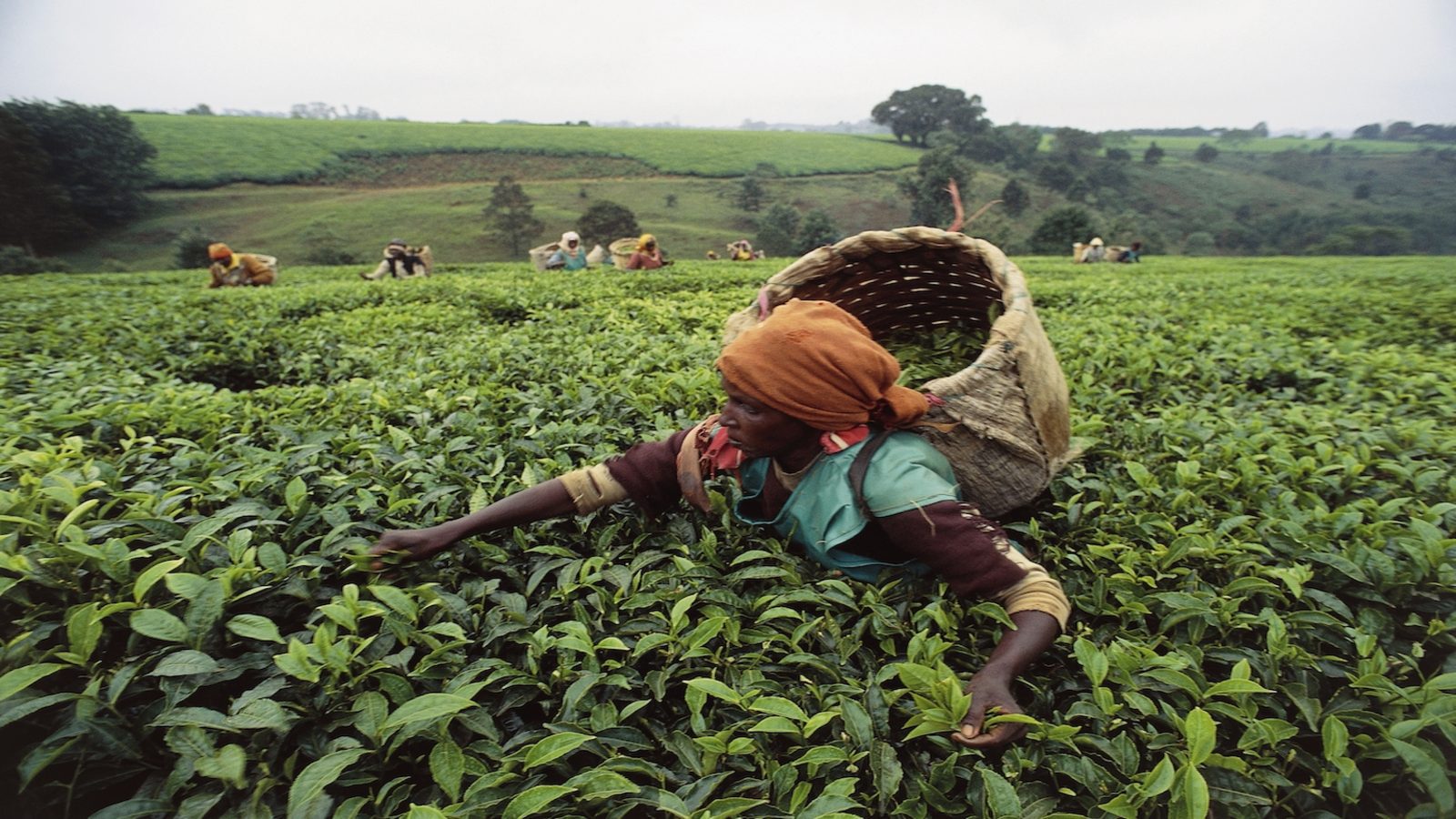 Kenya plans to expand tea export market through inclusivity.jpg