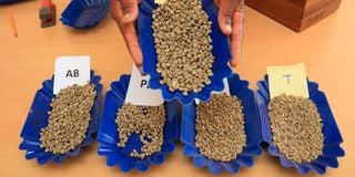 A coffee grader displays various grades of green coffee beans at Kirinyaga County Cooperative Union Laboratory