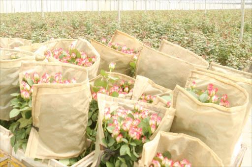Roses being prepared for export at a Naivasha farm. Kenyan exports to the EU are mainly tea, coffee, cut flowers, peas and beans