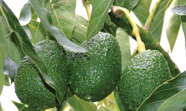 Avocado Picture source Horti News